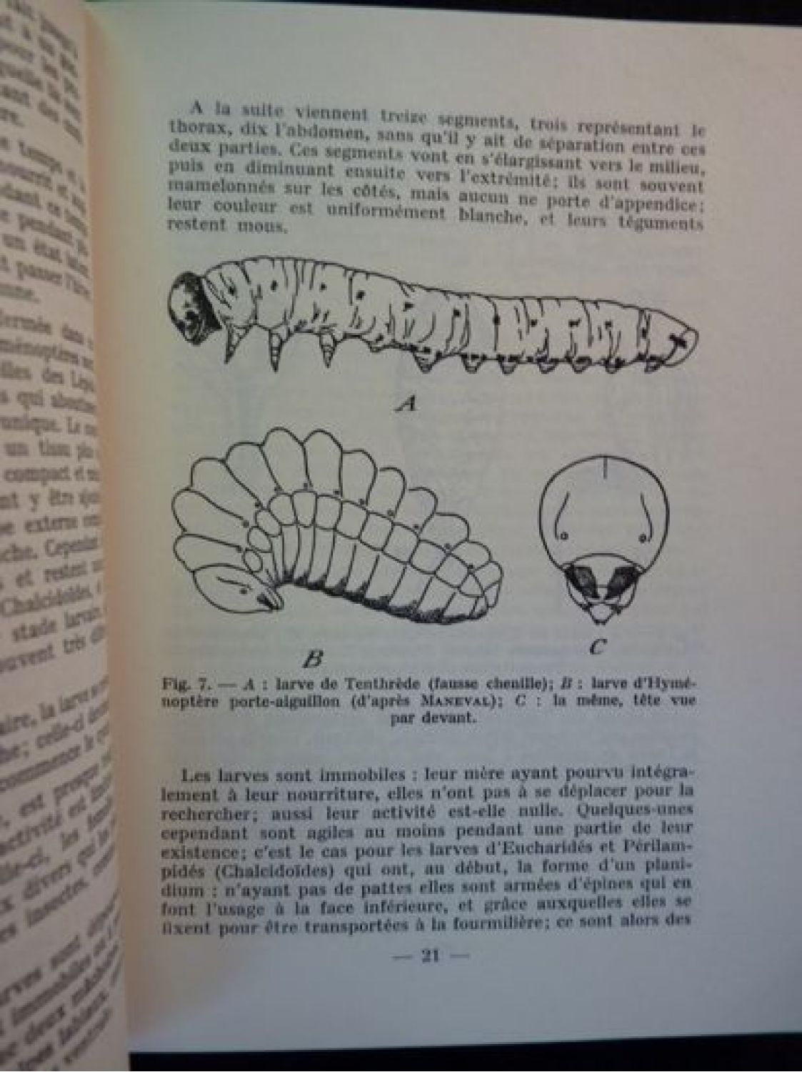 COLLECTIF Nouvel atlas d entomologie Hyménoptères de France