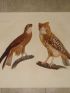 DESCRIPTION DE L'EGYPTE.  Zoologie. Oiseaux. (Histoire Naturelle, planche 3) - Prima edizione - Edition-Originale.com