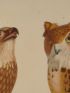 DESCRIPTION DE L'EGYPTE.  Zoologie. Oiseaux. (Histoire Naturelle, planche 3) - Erste Ausgabe - Edition-Originale.com