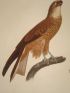 DESCRIPTION DE L'EGYPTE.  Zoologie. Oiseaux. (Histoire Naturelle, planche 3) - Edition Originale - Edition-Originale.com