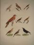 DESCRIPTION DE L'EGYPTE.  Zoologie. Oiseaux. (Histoire Naturelle, planche 5) - Edition Originale - Edition-Originale.com