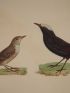 DESCRIPTION DE L'EGYPTE.  Zoologie. Oiseaux. (Histoire Naturelle, planche 5) - First edition - Edition-Originale.com