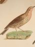 DESCRIPTION DE L'EGYPTE.  Zoologie. Oiseaux. (Histoire Naturelle, planche 5) - Erste Ausgabe - Edition-Originale.com