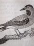 BEWICK : History of British birds - Edition Originale - Edition-Originale.com