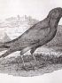 BEWICK : History of British birds - Edition Originale - Edition-Originale.com