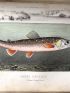 BLANCHERE : La pêche et les poissons. Nouveau Dictionnaire général des pêches - First edition - Edition-Originale.com