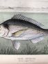 BLANCHERE : La pêche et les poissons. Nouveau Dictionnaire général des pêches - Erste Ausgabe - Edition-Originale.com