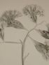 DESCRIPTION DE L'EGYPTE.  Botanique. Lancretia suffruticosa, Statice tubiflora, Statice aegyptiaca. (Histoire Naturelle, planche 25) - Edition Originale - Edition-Originale.com