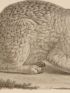 DESCRIPTION DE L'EGYPTE.  Mammifères. Mangouste ichneumon, Lièvre d'Égypte. (Histoire Naturelle, planche 6) - Prima edizione - Edition-Originale.com