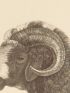 DESCRIPTION DE L'EGYPTE.  Mammifères. Bélier à large queue, Moufflon à manchettes. (Histoire Naturelle, planche 7) - First edition - Edition-Originale.com