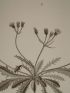 DESCRIPTION DE L'EGYPTE.  Botanique. Crepis hispidula, Crepis senecioides, Santolina fragrantissima. (Histoire Naturelle, planche 42) - Prima edizione - Edition-Originale.com