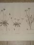 DESCRIPTION DE L'EGYPTE.  Botanique. Crepis hispidula, Crepis senecioides, Santolina fragrantissima. (Histoire Naturelle, planche 42) - Erste Ausgabe - Edition-Originale.com