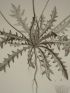 DESCRIPTION DE L'EGYPTE.  Botanique. Crepis hispidula, Crepis senecioides, Santolina fragrantissima. (Histoire Naturelle, planche 42) - First edition - Edition-Originale.com
