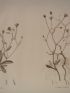 DESCRIPTION DE L'EGYPTE.  Botanique. Picris pilosa, Picris altissima. (Histoire Naturelle, planche 41) - Prima edizione - Edition-Originale.com