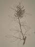 DESCRIPTION DE L'EGYPTE.  Botanique. Spartium thebaicum, Indigofera paucifolia, Psoralea plicata. (Histoire Naturelle, planche 37) - Edition Originale - Edition-Originale.com