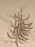 DESCRIPTION DE L'EGYPTE.  Botanique. Spartium thebaicum, Indigofera paucifolia, Psoralea plicata. (Histoire Naturelle, planche 37) - Prima edizione - Edition-Originale.com