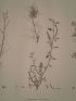DESCRIPTION DE L'EGYPTE.  Botanique. Spartium thebaicum, Indigofera paucifolia, Psoralea plicata. (Histoire Naturelle, planche 37) - First edition - Edition-Originale.com