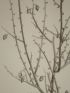 DESCRIPTION DE L'EGYPTE.  Botanique. Spartium thebaicum, Indigofera paucifolia, Psoralea plicata. (Histoire Naturelle, planche 37) - Erste Ausgabe - Edition-Originale.com