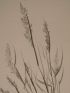 DESCRIPTION DE L'EGYPTE.  Botanique. Agrostis spicata, Poa aegyptiaca, Poa cynosuroides. (Histoire Naturelle, planche 10) - First edition - Edition-Originale.com