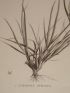 DESCRIPTION DE L'EGYPTE.  Botanique. Agrostis spicata, Poa aegyptiaca, Poa cynosuroides. (Histoire Naturelle, planche 10) - First edition - Edition-Originale.com