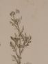 DESCRIPTION DE L'EGYPTE.  Botanique. Carthamus mareoticus, Buphtalmum pratense, Anacyclus alexandrinus. (Histoire Naturelle, planche 48) - Edition Originale - Edition-Originale.com