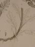 DESCRIPTION DE L'EGYPTE.  Botanique. Carthamus mareoticus, Buphtalmum pratense, Anacyclus alexandrinus. (Histoire Naturelle, planche 48) - Prima edizione - Edition-Originale.com