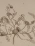DESCRIPTION DE L'EGYPTE.  Botanique. Carthamus mareoticus, Buphtalmum pratense, Anacyclus alexandrinus. (Histoire Naturelle, planche 48) - Prima edizione - Edition-Originale.com