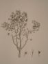 DESCRIPTION DE L'EGYPTE.  Botanique. Raphanus recurvatus, Cleome droserifolia. (Histoire Naturelle, planche 36) - Edition Originale - Edition-Originale.com