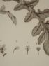 DESCRIPTION DE L'EGYPTE.  Botanique. Raphanus recurvatus, Cleome droserifolia. (Histoire Naturelle, planche 36) - Erste Ausgabe - Edition-Originale.com