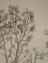 DESCRIPTION DE L'EGYPTE.  Botanique. Raphanus recurvatus, Cleome droserifolia. (Histoire Naturelle, planche 36) - Erste Ausgabe - Edition-Originale.com