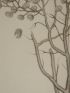 DESCRIPTION DE L'EGYPTE.  Botanique. Raphanus recurvatus, Cleome droserifolia. (Histoire Naturelle, planche 36) - Prima edizione - Edition-Originale.com