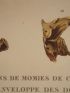 DESCRIPTION DE L'EGYPTE.  Thèbes. Hypogées. Momies d'ibis, Fragments de momies de chacal qui ont été dorées, Fragments de l'enveloppe des doigts d'une momie, tirées de la collection de Jules-César Savigny. (ANTIQUITES, volume II, planche 52) - Edition Originale - Edition-Originale.com