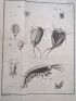 GEOFFROY : Histoire abrégée des insectes qui se trouvent aux environs de Paris - Prima edizione - Edition-Originale.com