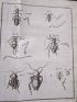 GEOFFROY : Histoire abrégée des insectes qui se trouvent aux environs de Paris - First edition - Edition-Originale.com