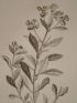 DESCRIPTION DE L'EGYPTE.  Botanique. Euphorbia calendulaefolia, Euphorbia alexandrina, Euphorbia punctata, Euphorbia parvula. (Histoire Naturelle, planche 30) - Edition Originale - Edition-Originale.com