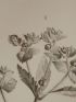 DESCRIPTION DE L'EGYPTE.  Botanique. Euphorbia calendulaefolia, Euphorbia alexandrina, Euphorbia punctata, Euphorbia parvula. (Histoire Naturelle, planche 30) - First edition - Edition-Originale.com