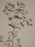 DESCRIPTION DE L'EGYPTE.  Botanique. Euphorbia calendulaefolia, Euphorbia alexandrina, Euphorbia punctata, Euphorbia parvula. (Histoire Naturelle, planche 30) - Erste Ausgabe - Edition-Originale.com