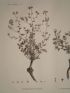 DESCRIPTION DE L'EGYPTE.  Botanique. Heliotropium lineatum, Lithospermum callosum, Echium longifolium. (Histoire Naturelle, planche 16) - Edition Originale - Edition-Originale.com
