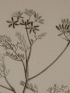 DESCRIPTION DE L'EGYPTE.  Botanique. Salsola alopecuroides, Salsola echinus, Salsola tetrandra, Caucalis tenella. (Histoire Naturelle, planche 21) - Erste Ausgabe - Edition-Originale.com