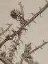DESCRIPTION DE L'EGYPTE.  Botanique. Salsola alopecuroides, Salsola echinus, Salsola tetrandra, Caucalis tenella. (Histoire Naturelle, planche 21) - First edition - Edition-Originale.com