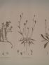 DESCRIPTION DE L'EGYPTE.  Botanique. Dorycnium argenteum, Picris sulphurea, Picris lyrata. (Histoire Naturelle, planche 40) - First edition - Edition-Originale.com