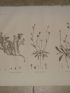 DESCRIPTION DE L'EGYPTE.  Botanique. Dorycnium argenteum, Picris sulphurea, Picris lyrata. (Histoire Naturelle, planche 40) - Edition Originale - Edition-Originale.com