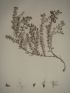 DESCRIPTION DE L'EGYPTE.  Botanique. Dorycnium argenteum, Picris sulphurea, Picris lyrata. (Histoire Naturelle, planche 40) - Erste Ausgabe - Edition-Originale.com