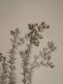 DESCRIPTION DE L'EGYPTE.  Botanique. Dorycnium argenteum, Picris sulphurea, Picris lyrata. (Histoire Naturelle, planche 40) - Erste Ausgabe - Edition-Originale.com