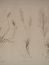 DESCRIPTION DE L'EGYPTE.  Botanique. Elymus geniculatus, Aristida obtusa, Aristida ciliata. (Histoire Naturelle, planche 13) - Erste Ausgabe - Edition-Originale.com