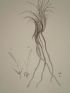 DESCRIPTION DE L'EGYPTE.  Botanique. Elymus geniculatus, Aristida obtusa, Aristida ciliata. (Histoire Naturelle, planche 13) - Prima edizione - Edition-Originale.com