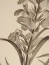 DESCRIPTION DE L'EGYPTE.  Botanique. Erucaria crassifolia, Cochlearia nilotica, Buchnera hermonthica. (Histoire Naturelle, planche 34) - Erste Ausgabe - Edition-Originale.com