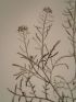 DESCRIPTION DE L'EGYPTE.  Botanique. Erucaria crassifolia, Cochlearia nilotica, Buchnera hermonthica. (Histoire Naturelle, planche 34) - First edition - Edition-Originale.com