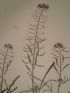 DESCRIPTION DE L'EGYPTE.  Botanique. Erucaria crassifolia, Cochlearia nilotica, Buchnera hermonthica. (Histoire Naturelle, planche 34) - Edition Originale - Edition-Originale.com