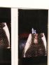 JACKSON : [PHOTOGRAPHIE] Diptyque photographique original de 20 portraits de Michael Jackson à la cape d'or brodée de face et de dos. - Signed book, First edition - Edition-Originale.com